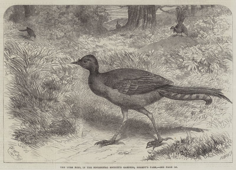 The Lyre Bird ، في حدائق جمعية علم الحيوان ، ريجنتس بارك بواسطة فريدريش فيلهلم كايل