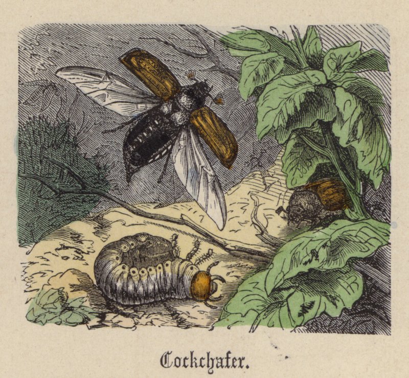 Cockchafer (نقش ملون) بواسطة فريدريش سبيشت