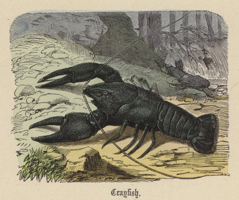 Crayfish (coloured engraving) بواسطة فريدريش سبيشت