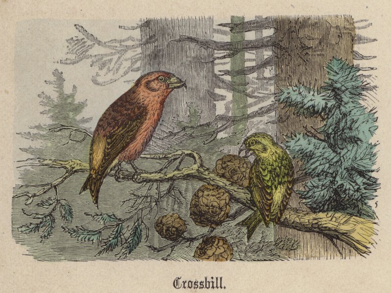 Crossbill (نقش ملون) بواسطة فريدريش سبيشت