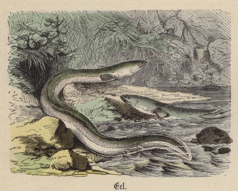 Eel (coloured engraving) بواسطة فريدريش سبيشت