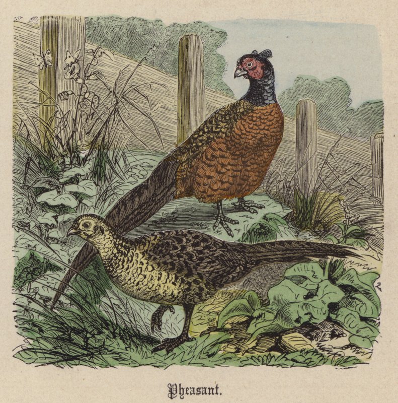 Pheasant (coloured engraving) بواسطة فريدريش سبيشت