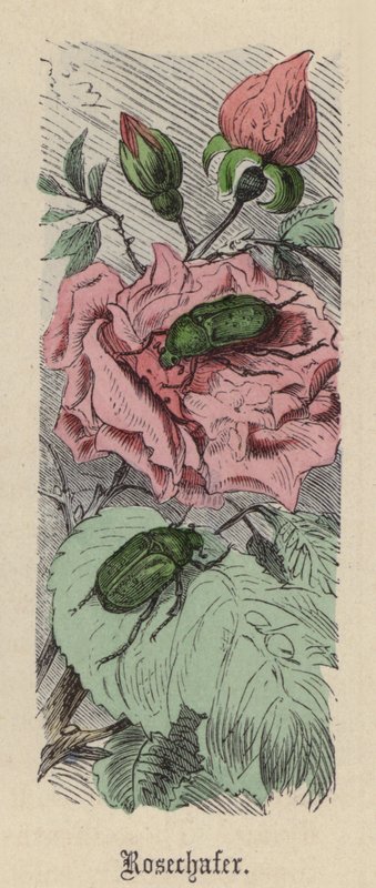 Rosechafer (نقش ملون) بواسطة فريدريش سبيشت