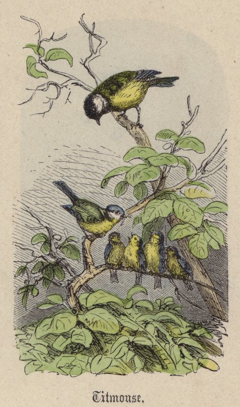Titmouse (نقش ملون) بواسطة فريدريش سبيشت