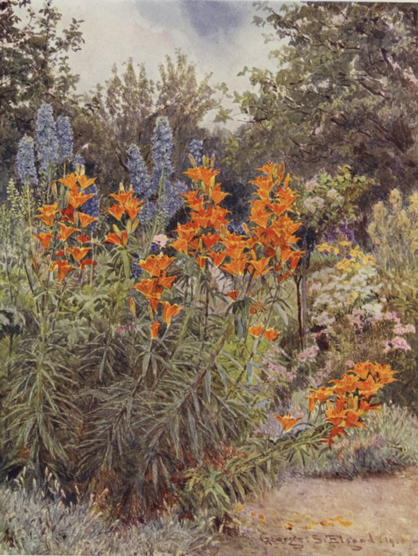 زنابق البرتقال و Larkspur بواسطة جورج صموئيل الجود