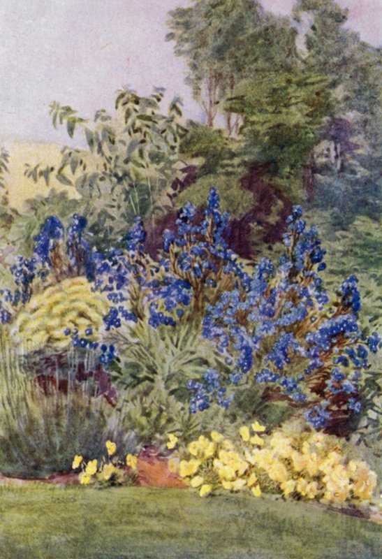 Anchusa Italica Dropmore variety, the Dropmore Alkanet, with Clematis recta and Violas (colour litho) بواسطة جورج صوبر