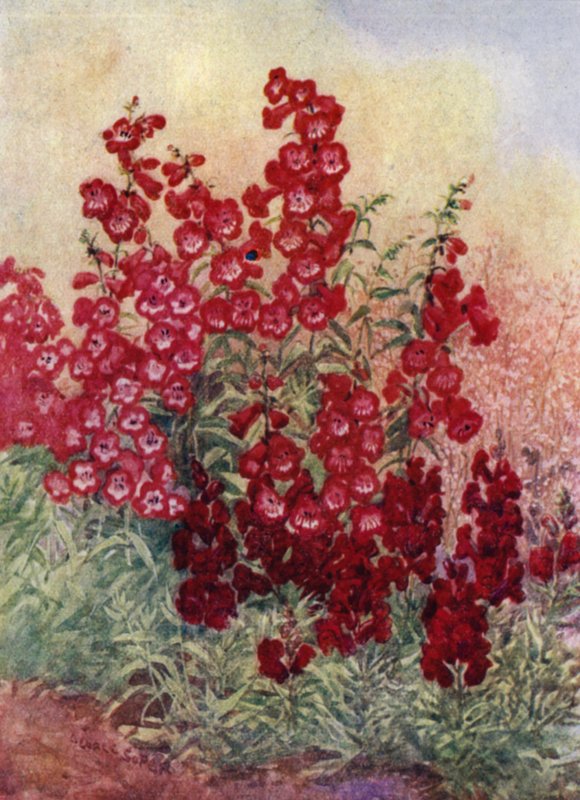 Pentstemons و Antirrhinums و Heuchera Brizoides (لون ليثو) بواسطة جورج صوبر