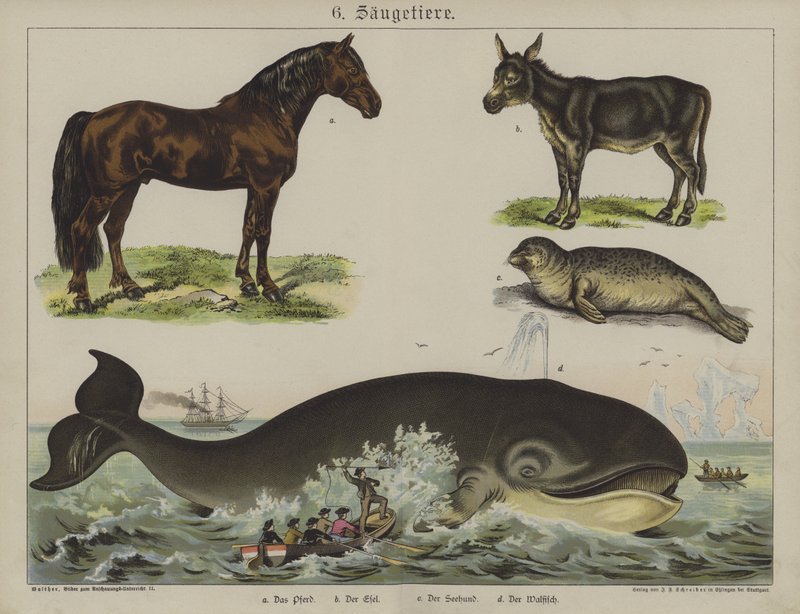 Animals (colour litho) بواسطة المدرسة الألمانية