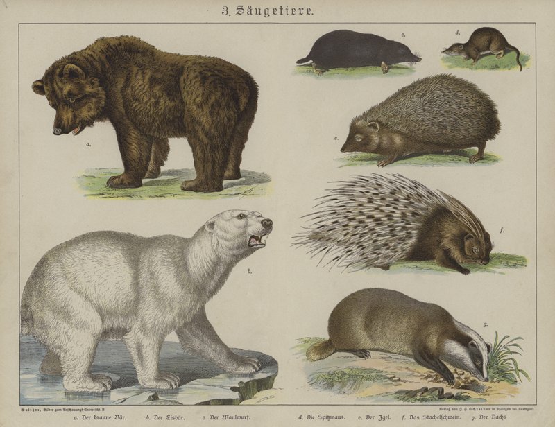 Animals (colour litho) بواسطة المدرسة الألمانية