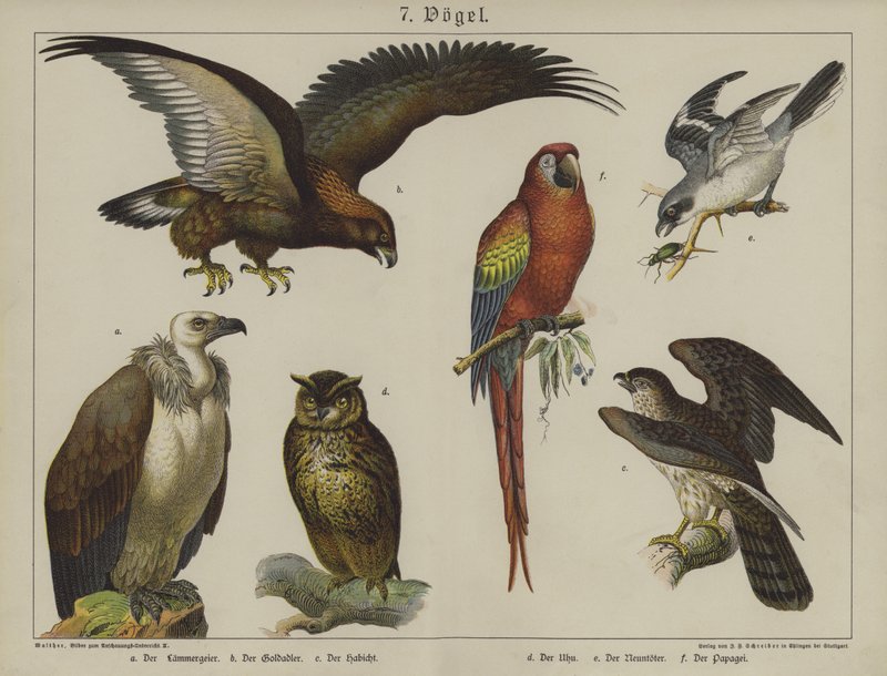 Animals (colour litho) بواسطة المدرسة الألمانية