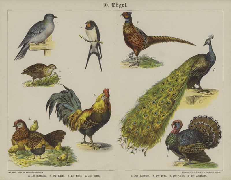 Animals (colour litho) بواسطة المدرسة الألمانية