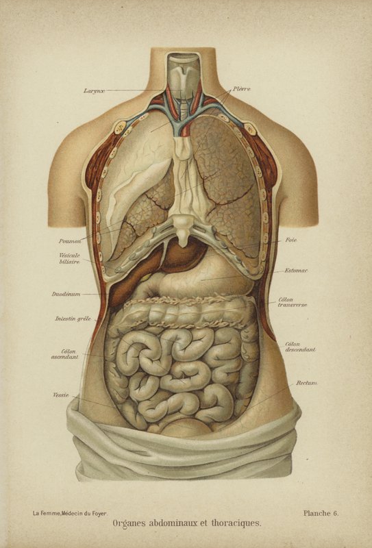 Internal organs of the abdomen and thorax (colour litho) بواسطة المدرسة الألمانية