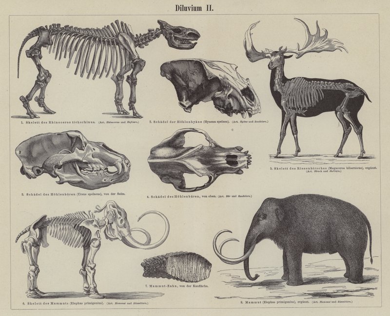 Prehistoric animals (engraving) بواسطة المدرسة الألمانية