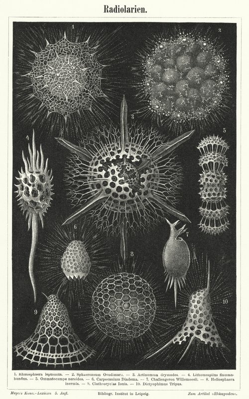 Radiolaria (نقش) بواسطة المدرسة الألمانية
