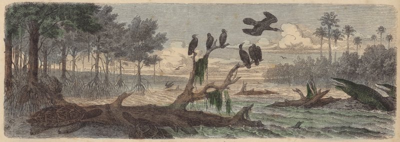 South America: estuary in Guyana (coloured engraving) بواسطة المدرسة الألمانية