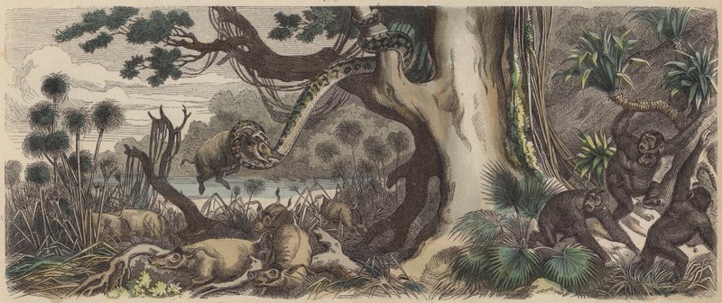 The coast of Guinea (coloured engraving) بواسطة المدرسة الألمانية