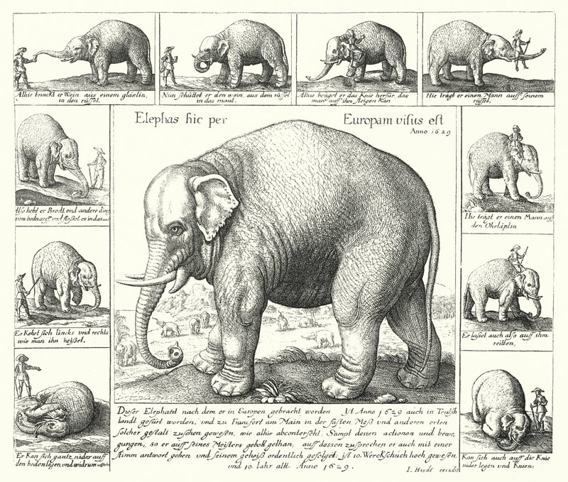 The docile elephant (engraving) بواسطة المدرسة الألمانية