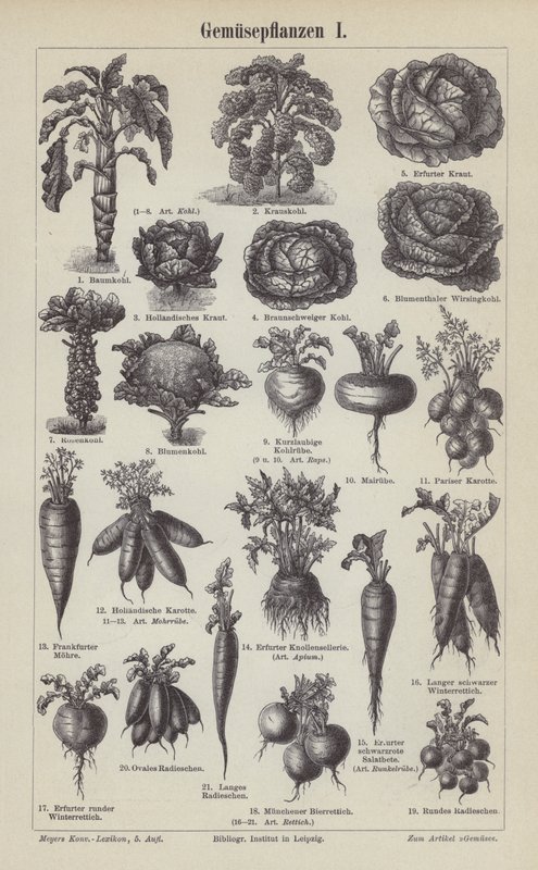 Vegetables (engraving) بواسطة المدرسة الألمانية