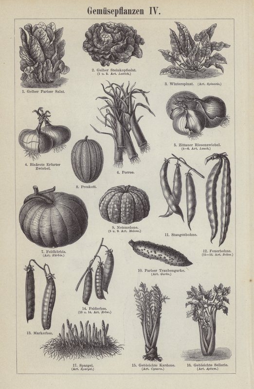 Vegetables (engraving) بواسطة المدرسة الألمانية