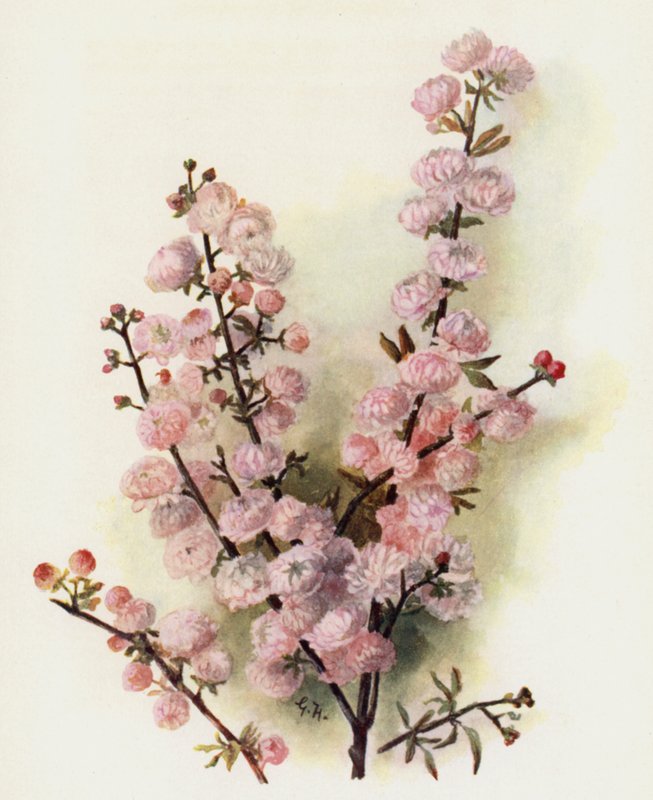 Prunus Sinensis Rosea Plena بواسطة جيرترود هاميلتون