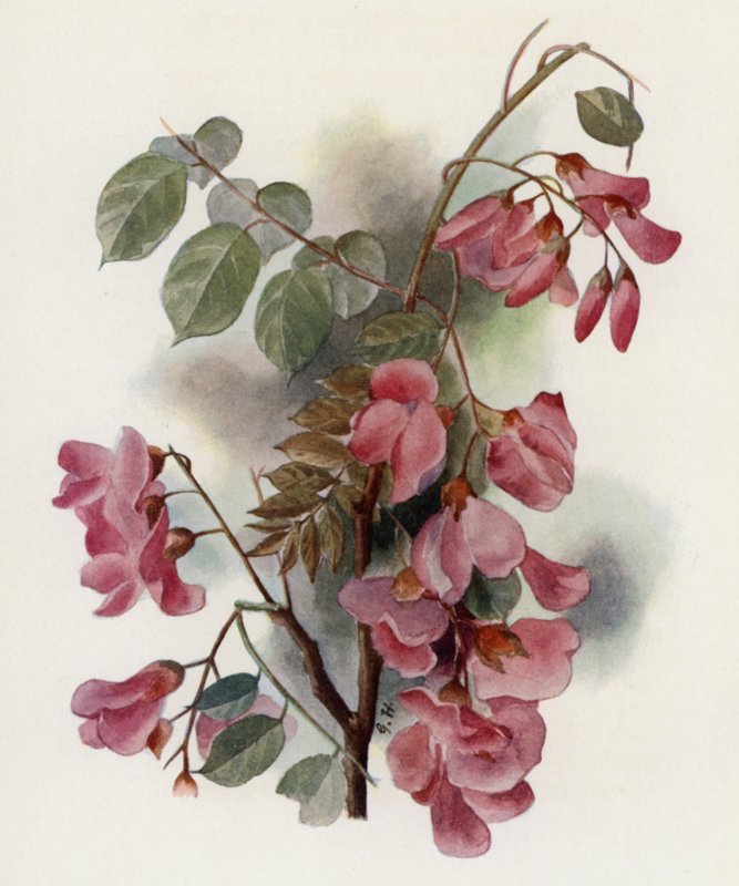 Robinia Hispida بواسطة جيرترود هاميلتون