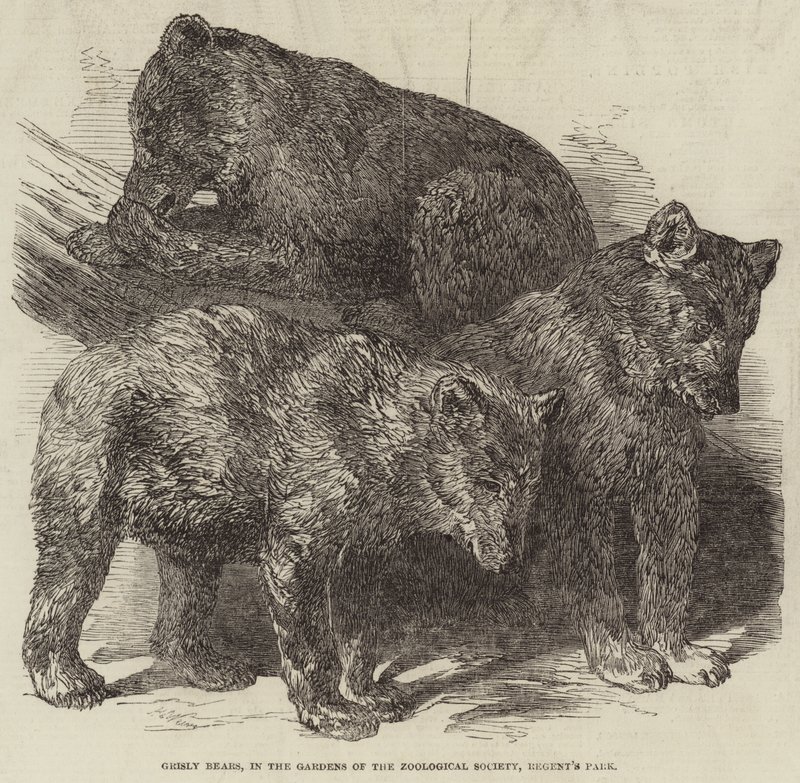 Grisly Bears ، في حدائق جمعية علم الحيوان ، ريجنت بارك بواسطة هاريسون ويليام وير