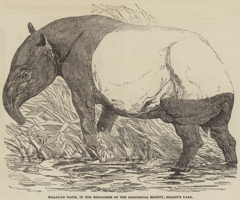 Malayan Tapir ، في Menagerie of the Zoological Society ، Regent&39;s Park بواسطة هاريسون ويليام وير