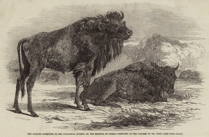 قدم Aurochs إلى جمعية علم الحيوان ، من قبل إمبراطور روسيا بواسطة هاريسون ويليام وير