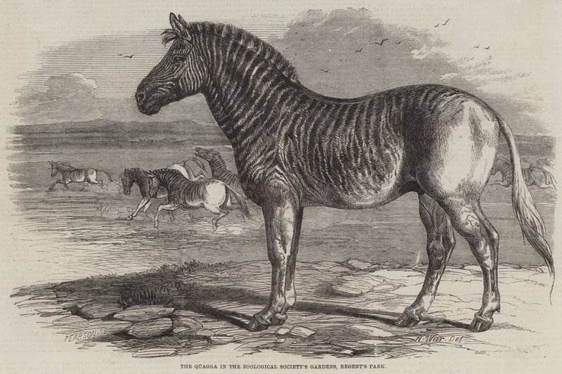 ال Quagga في حدائق جمعية علم الحيوان ، ريجنتس بارك بواسطة هاريسون ويليام وير