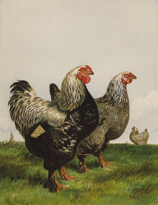 Dark Brahmas (chromolitho) بواسطة هاريسون ويليام وير