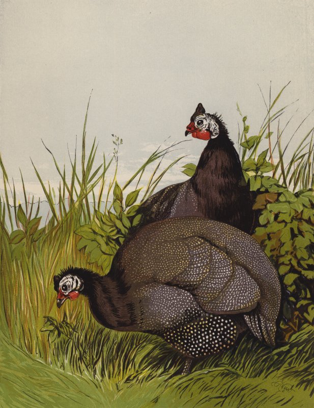Guinea Fowls (chromolitho) بواسطة هاريسون ويليام وير