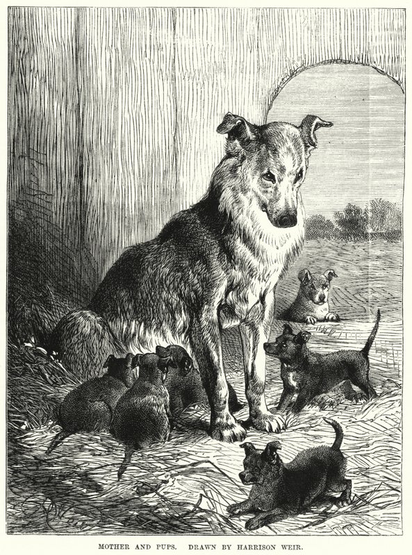 Mother and Pups (engraving) بواسطة هاريسون ويليام وير