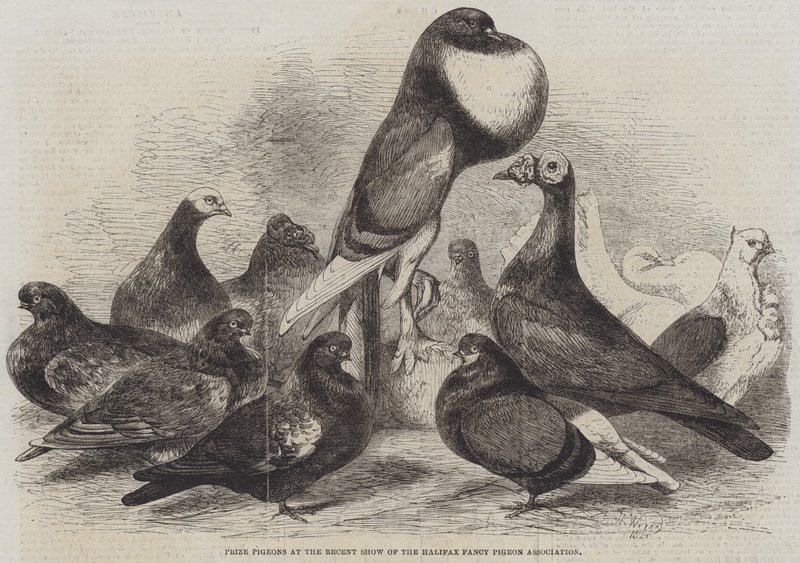 الحمام الجائزة في العرض الأخير لجمعية Halifax Fancy Pigeon Association بواسطة هاريسون ويليام وير
