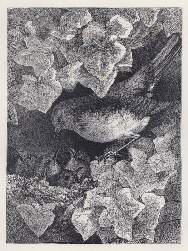 Robin Lectured by His Father (engraving) بواسطة هاريسون ويليام وير