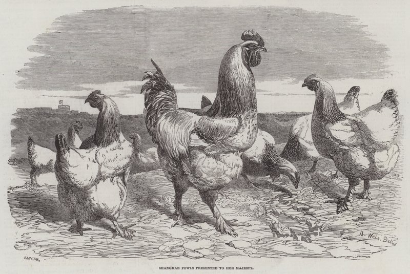 قدم Shanghae Fowls إلى جلالة الملكة بواسطة هاريسون ويليام وير