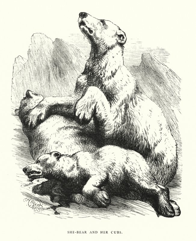 She-bear and her cubs (engraving) بواسطة هاريسون ويليام وير