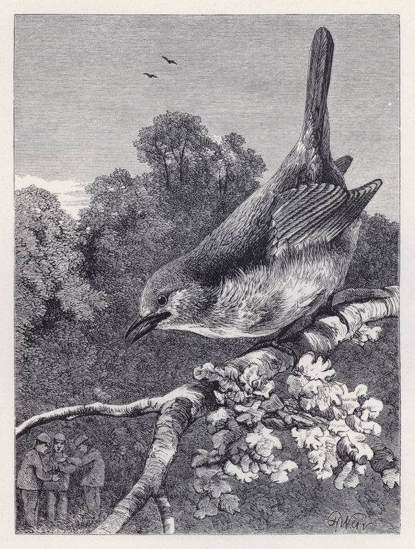 The Robin Watching the Boys with the Nest (engraving) بواسطة هاريسون ويليام وير