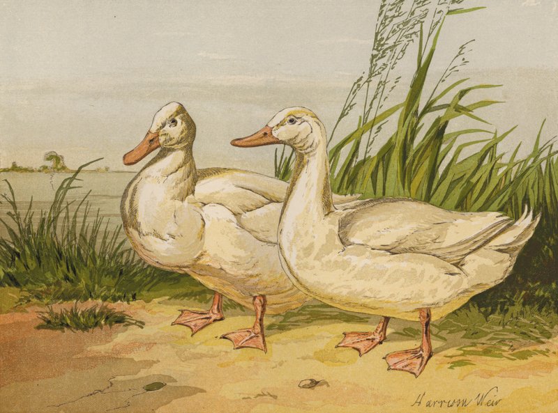 البط الأبيض أيليسبري (Chromolitho) بواسطة هاريسون ويليام وير