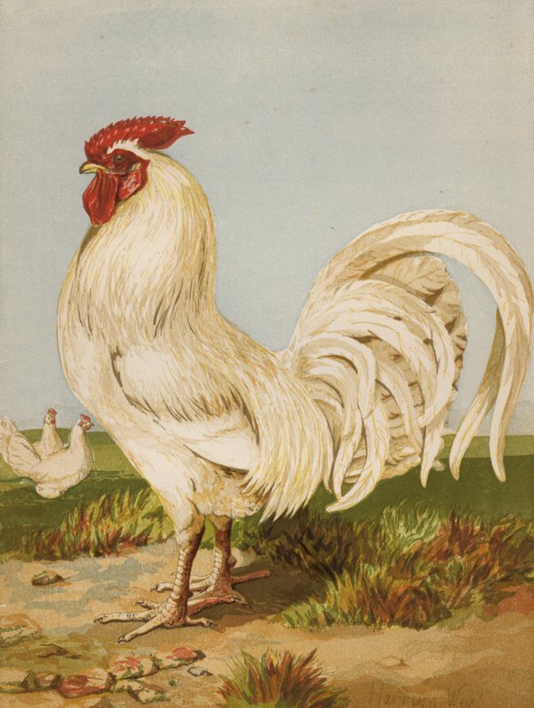 White Dorking (chromolitho) بواسطة هاريسون ويليام وير