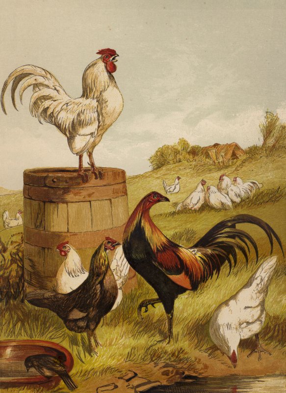 الأبيض و Game Bantams (chromolitho) بواسطة هاريسون ويليام وير