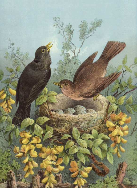 الشحرور (chromolitho) بواسطة هيكتور جياكوميلي