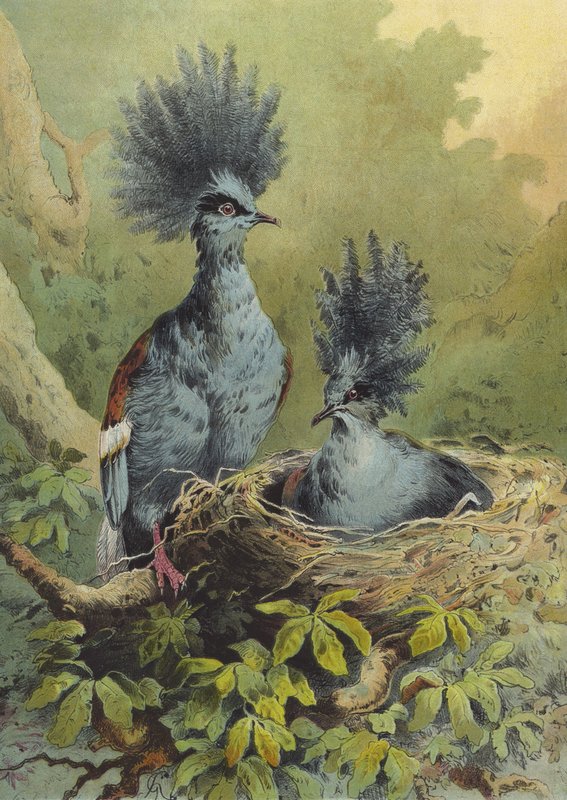 الحمامة المتوجة (chromolitho) بواسطة هيكتور جياكوميلي