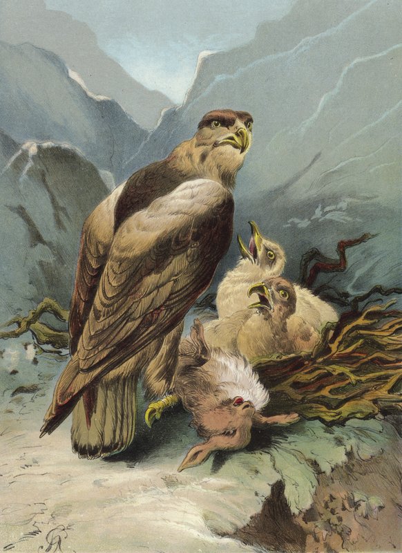 النسر وصغيره (chromolitho) بواسطة هيكتور جياكوميلي