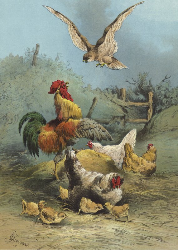 الصقر في ساحة الدواجن (chromolitho) بواسطة هيكتور جياكوميلي