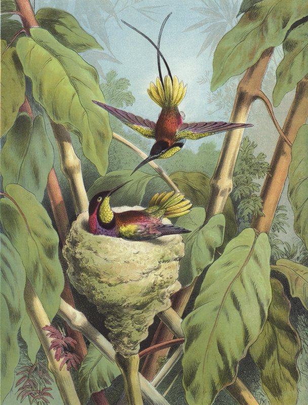 طائر الطنان (chromolitho) بواسطة هيكتور جياكوميلي