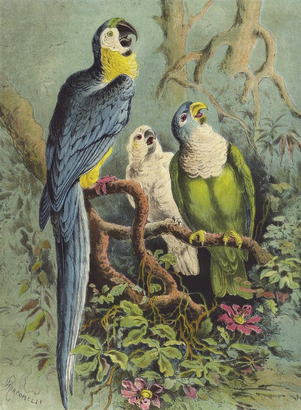 الببغاوات (chromolitho) بواسطة هيكتور جياكوميلي