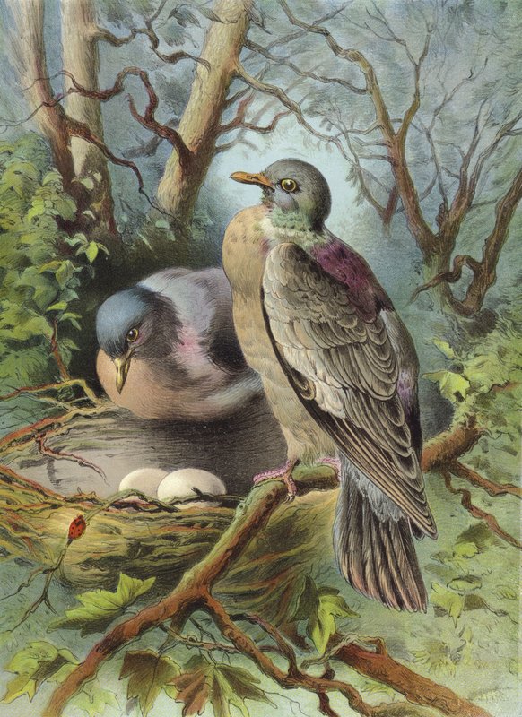 حمامة الحلقة (chromolitho) بواسطة هيكتور جياكوميلي