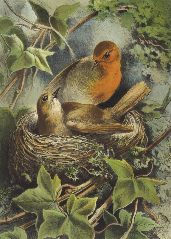 روبن وعش (chromolitho) بواسطة هيكتور جياكوميلي