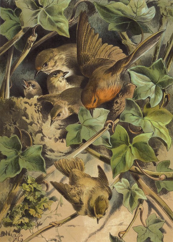 روبن ، يترك العش (chromolitho) بواسطة هيكتور جياكوميلي
