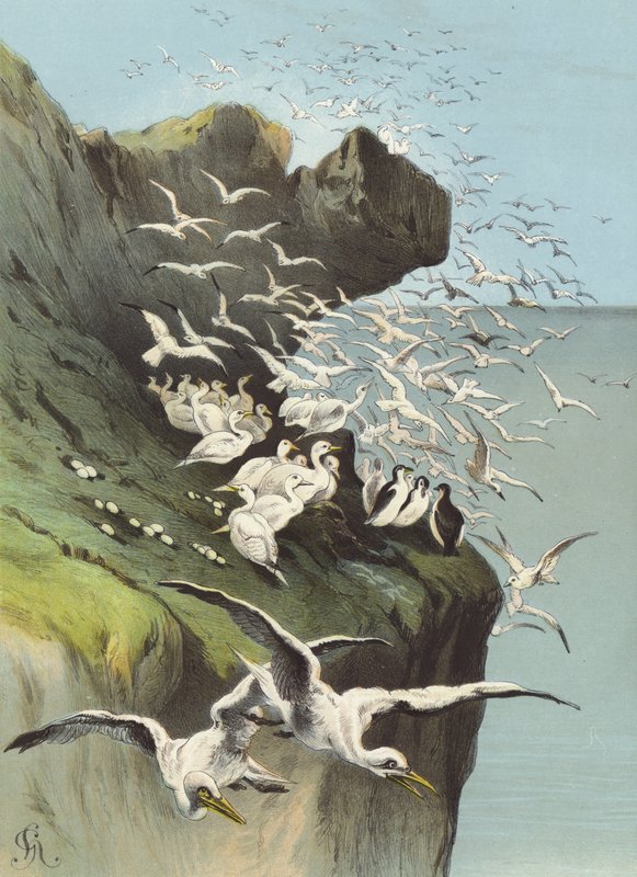 اوز سولان (chromolitho) بواسطة هيكتور جياكوميلي